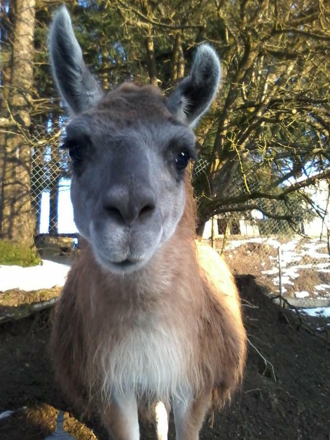 Funny-Farm Villa Sassen Eksteriør billede