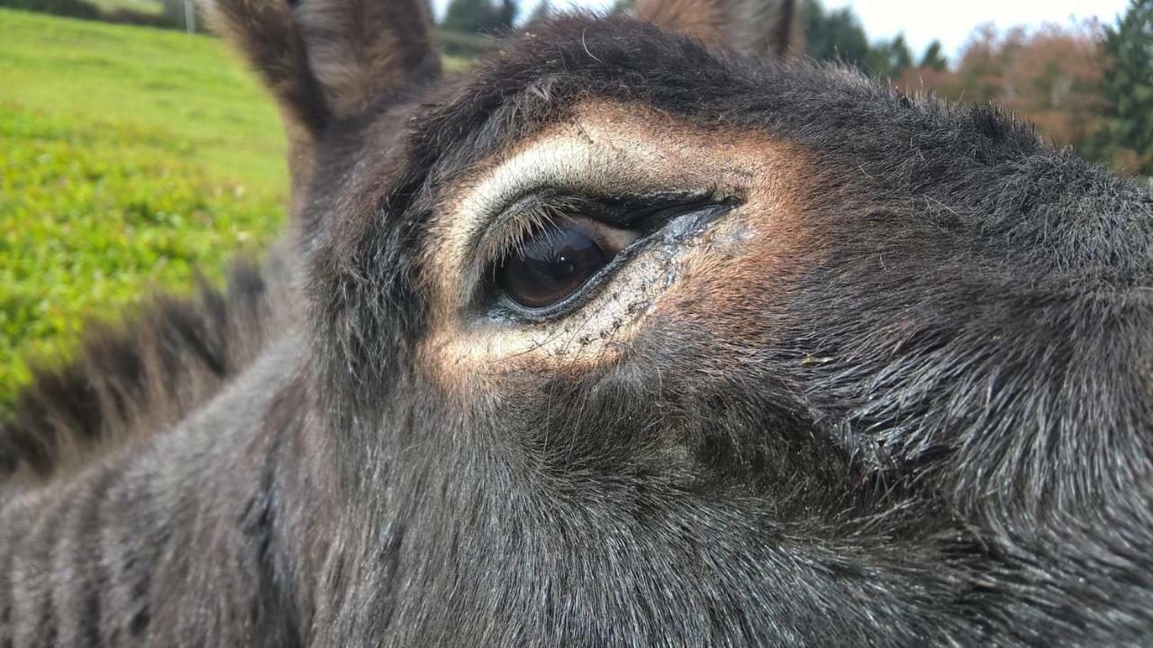 Funny-Farm Villa Sassen Eksteriør billede